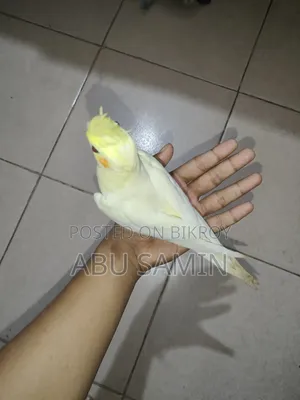 পুরোপুরি পোষ মানানো পুরুষ ককাটিয়েল