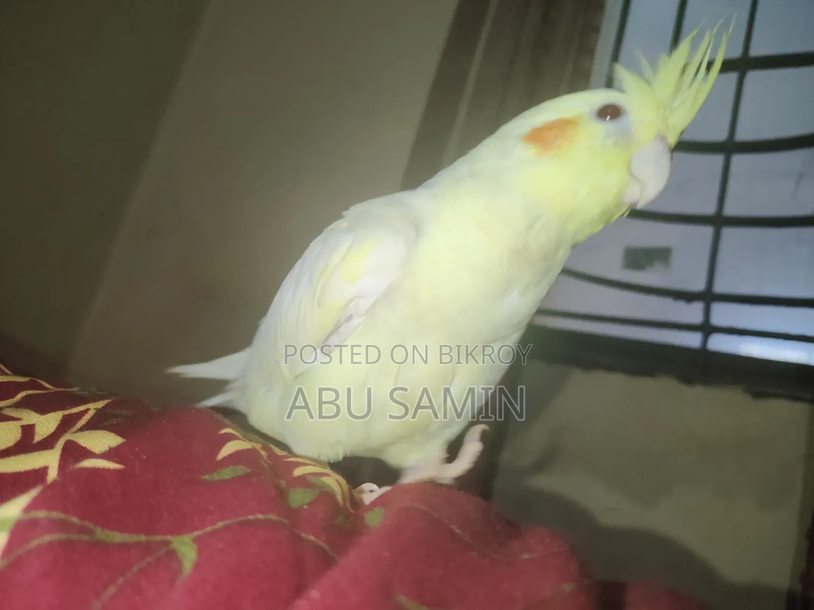 পুরোপুরি পোষ মানানো পুরুষ ককাটিয়েল