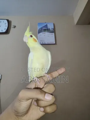 পুরোপুরি পোষ মানানো পুরুষ ককাটিয়েল