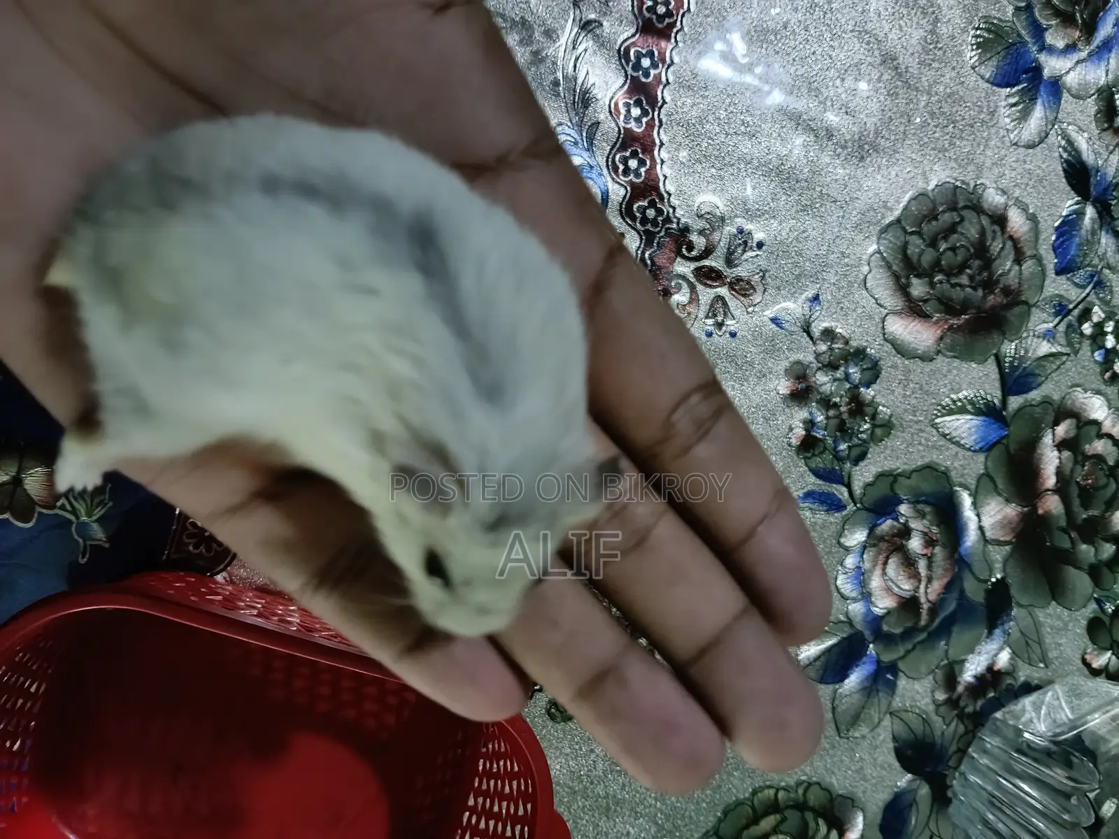 4Month Male Winter White Hamster With Premium Full Setup for Sale