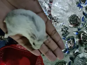 4Month Male Winter White Hamster With Premium Full Setup for Sale