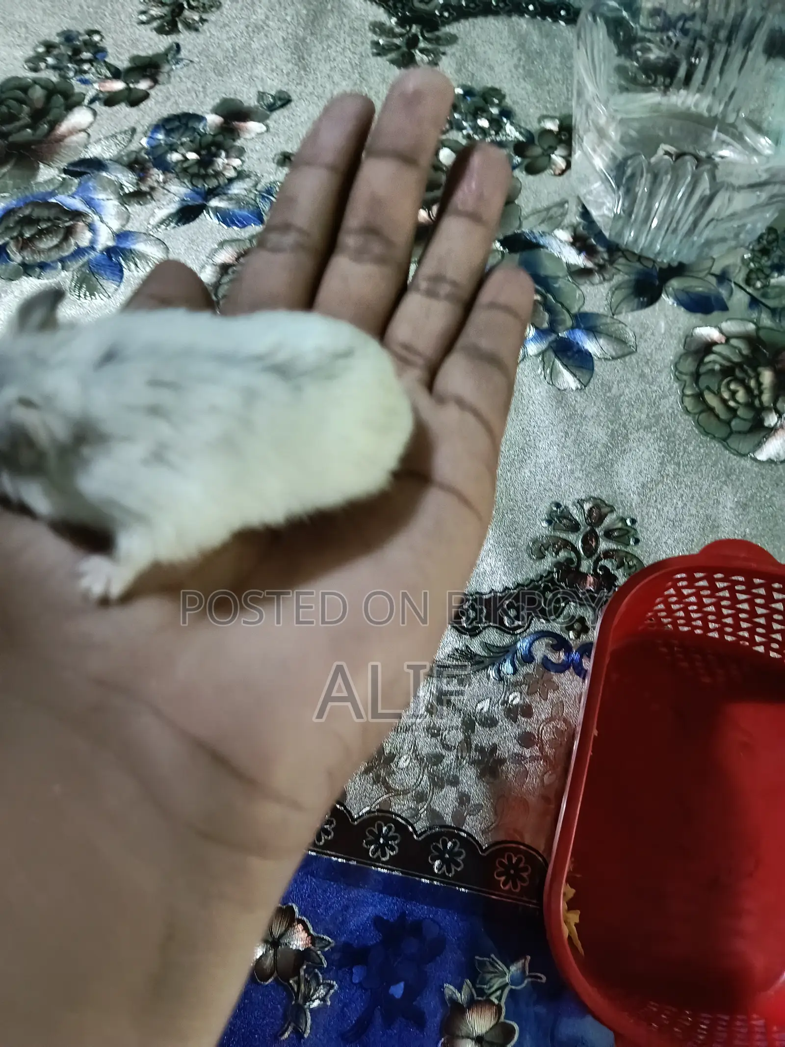 4Month Male Winter White Hamster With Premium Full Setup for Sale