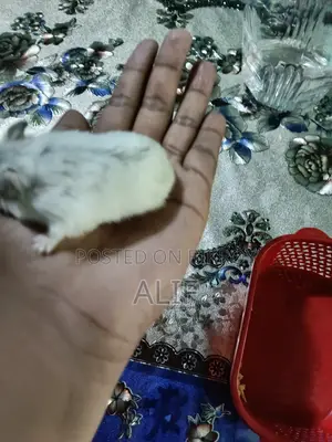 4Month Male Winter White Hamster With Premium Full Setup for Sale