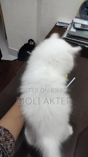 ১-৩ মাসের মেল পিওরব্রেড পার্সিয়ান