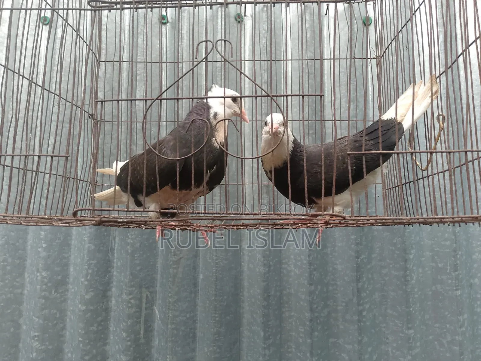 একজোড়া কালা গররা চিচি বাচ্চা একজোড়া