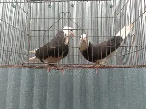 একজোড়া কালা গররা চিচি বাচ্চা একজোড়া