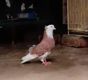 One Pair of Kala Gorra Chichi Chicks