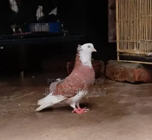 One Pair of Kala Gorra Chichi Chicks