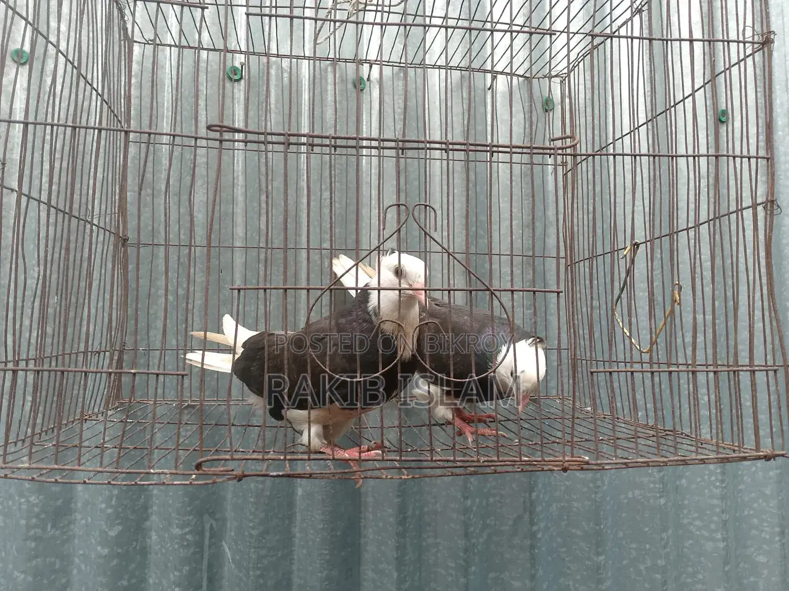 One Pair of Kala Gorra Chichi Chicks