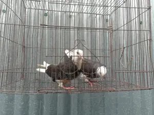 One Pair of Kala Gorra Chichi Chicks