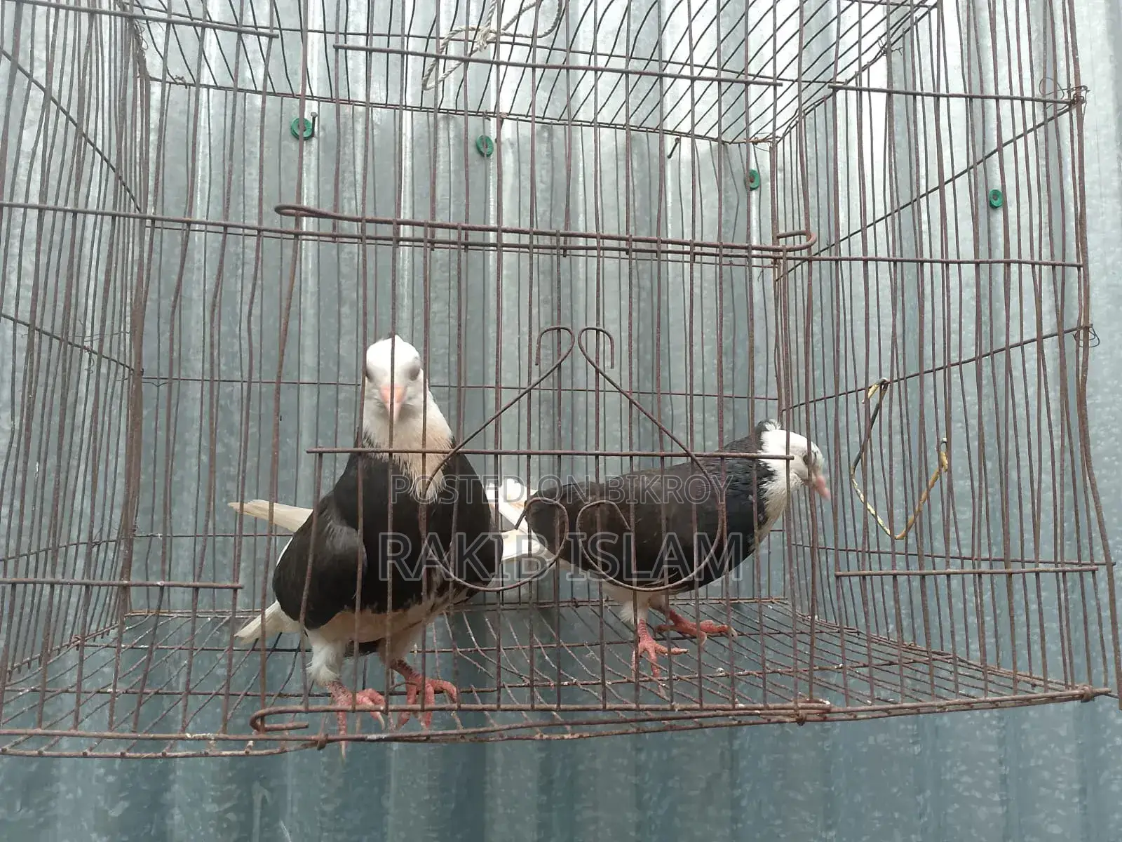 One Pair of Kala Gorra Chichi Chicks