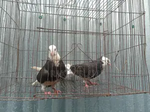 One Pair of Kala Gorra Chichi Chicks