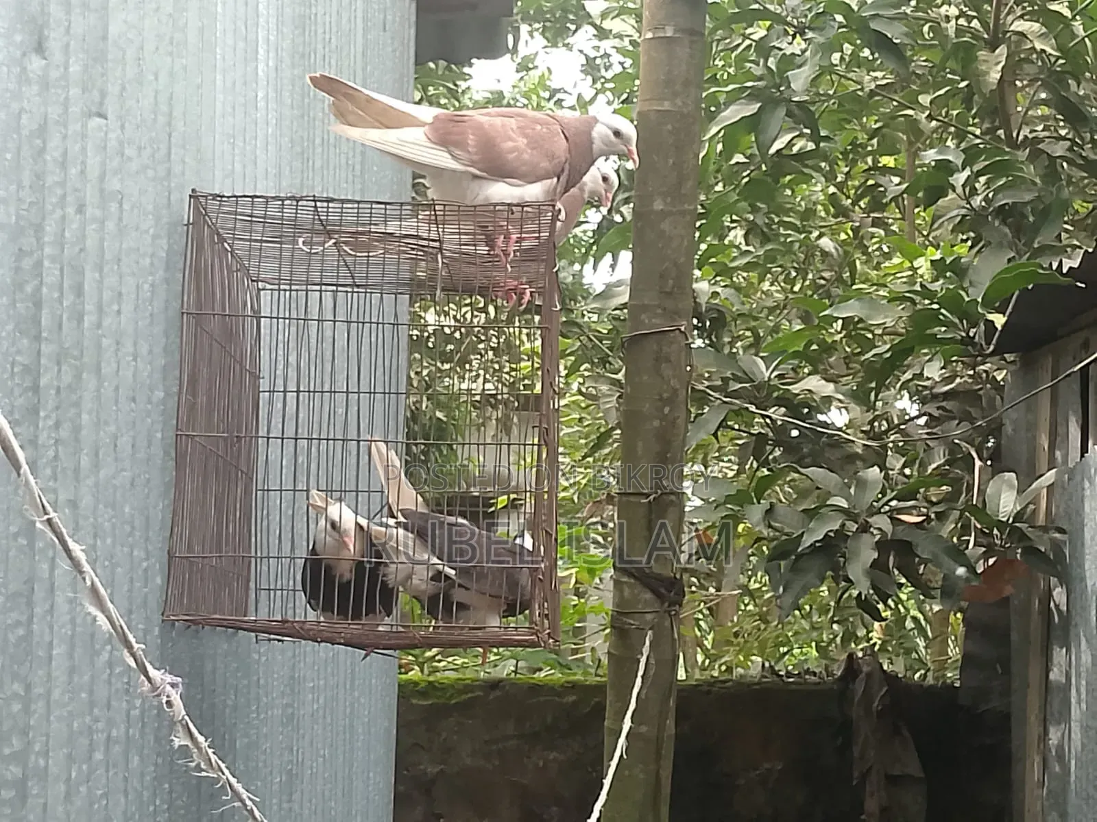 একজোড়া কালা গররা চিচি বাচ্চা একজোড়া