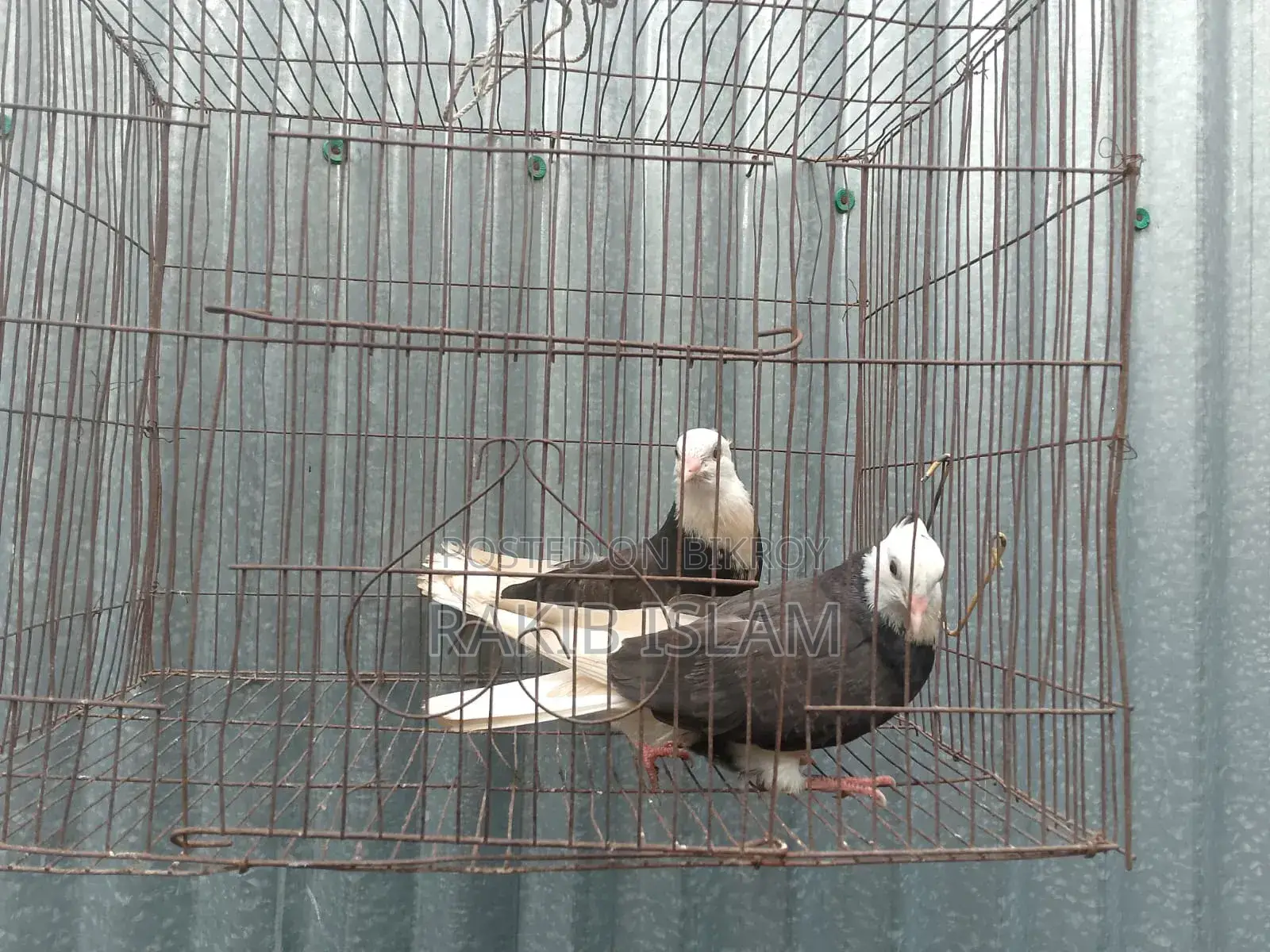 One Pair of Kala Gorra Chichi Chicks