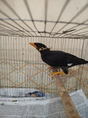 কথা বলা পাখি ময়না
