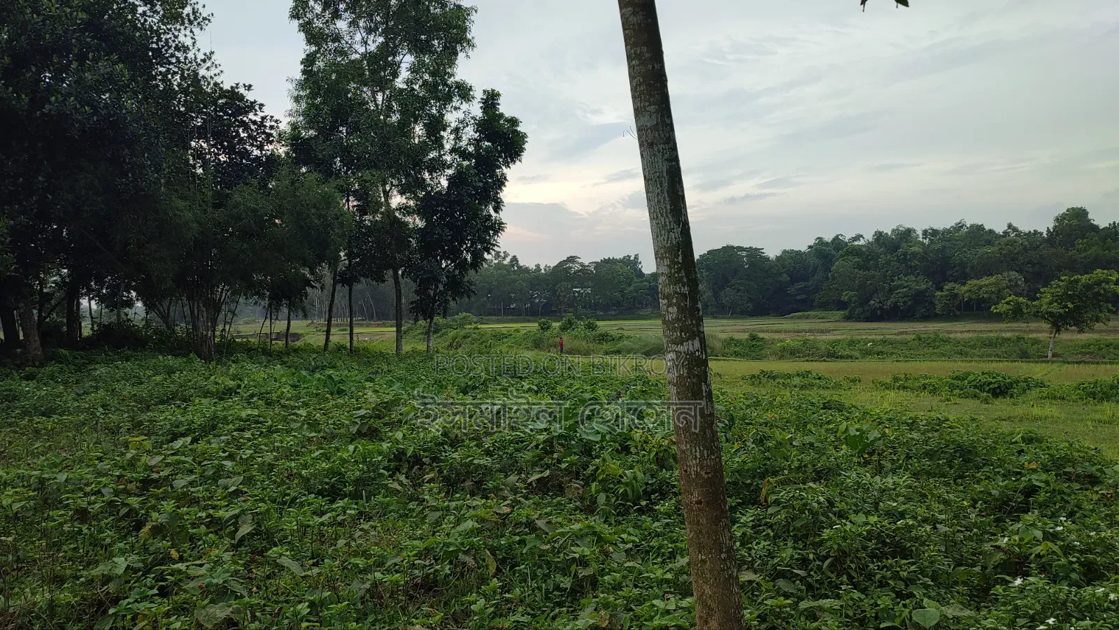 Land for sale 75 thousand taka per decimal