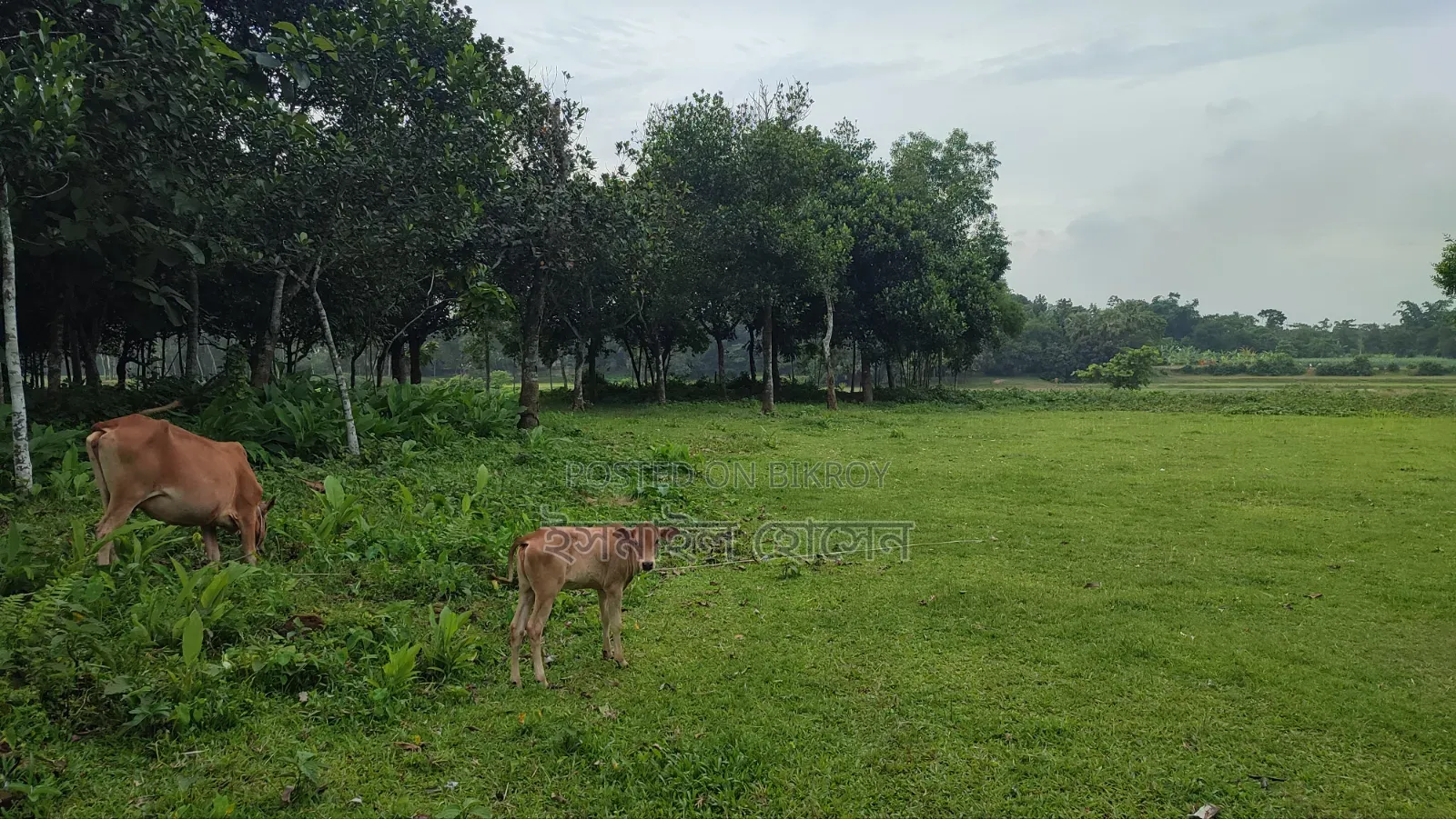 Land for sale 75 thousand taka per decimal