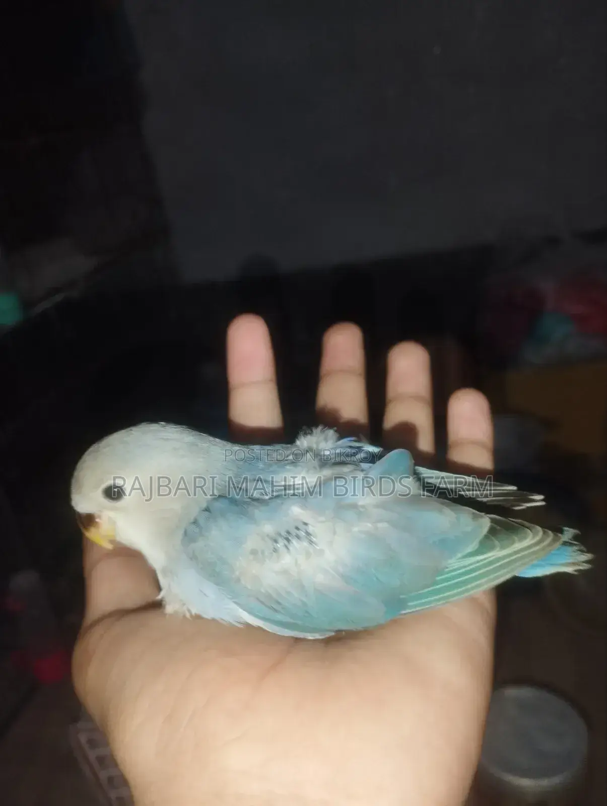 লাভ বার্ড পাখি
