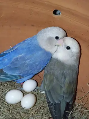 লাভ বার্ড পাখি