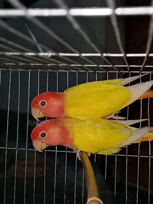 লাভ বার্ড পাখি