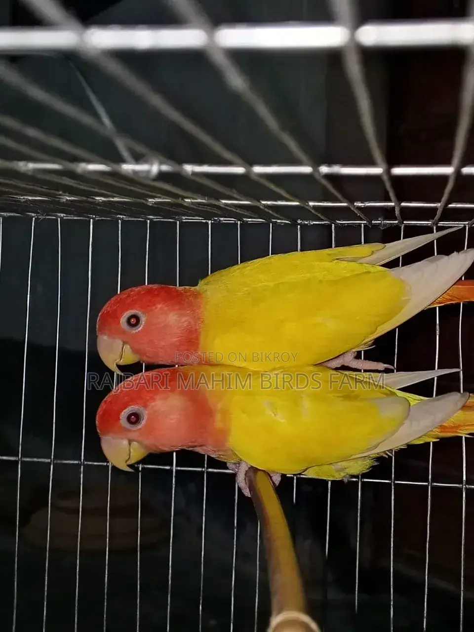 লাভ বার্ড পাখি