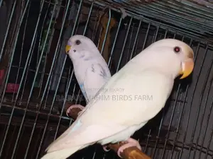 লাভ বার্ড পাখি