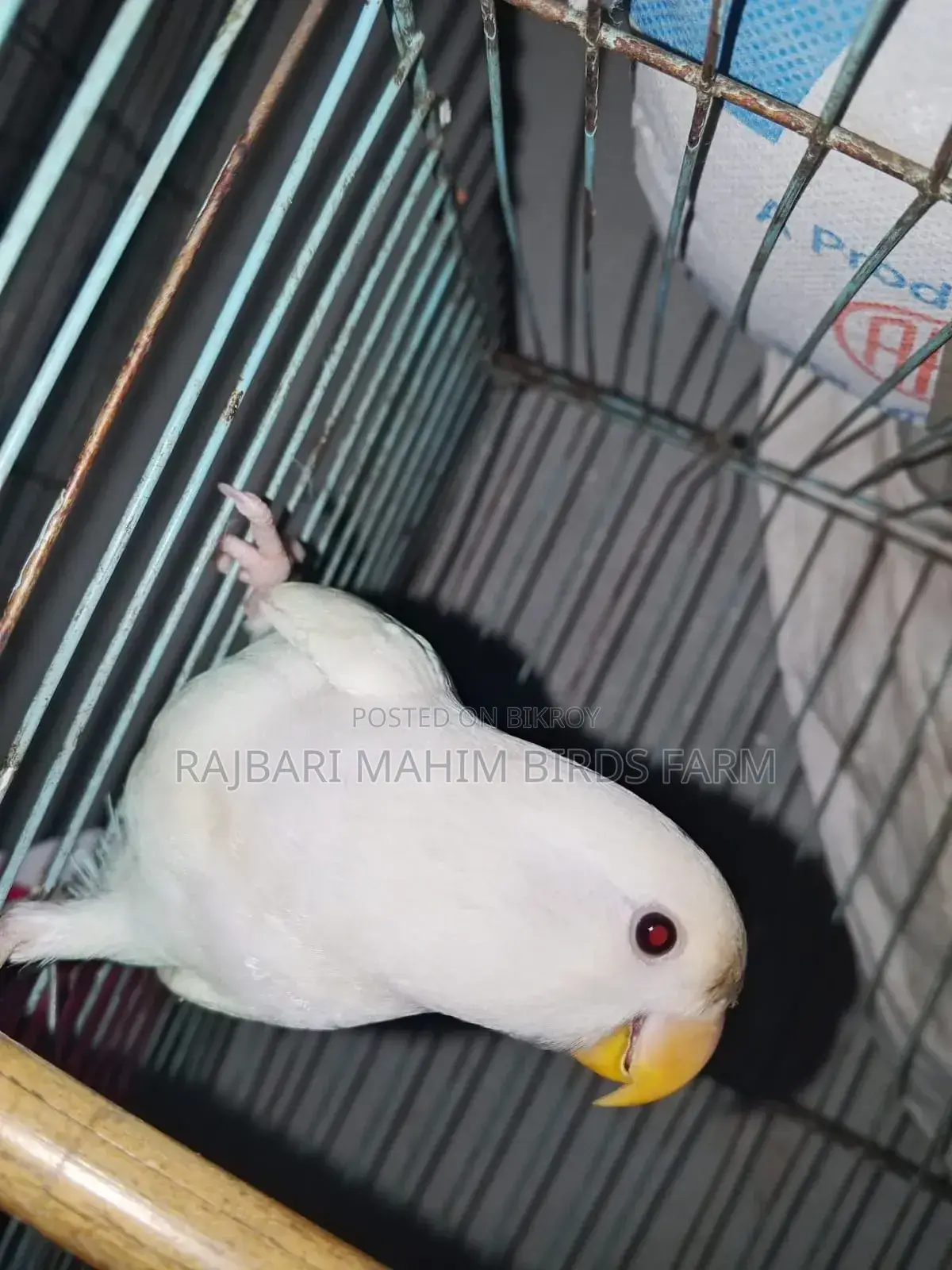 লাভ বার্ড পাখি