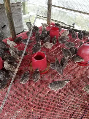 30 days old Japanese breed quail bird. Egg laying breed. 100% female bird.