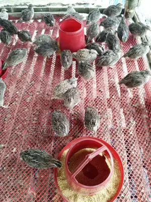 30 days old Japanese breed quail bird. Egg laying breed. 100% female bird.