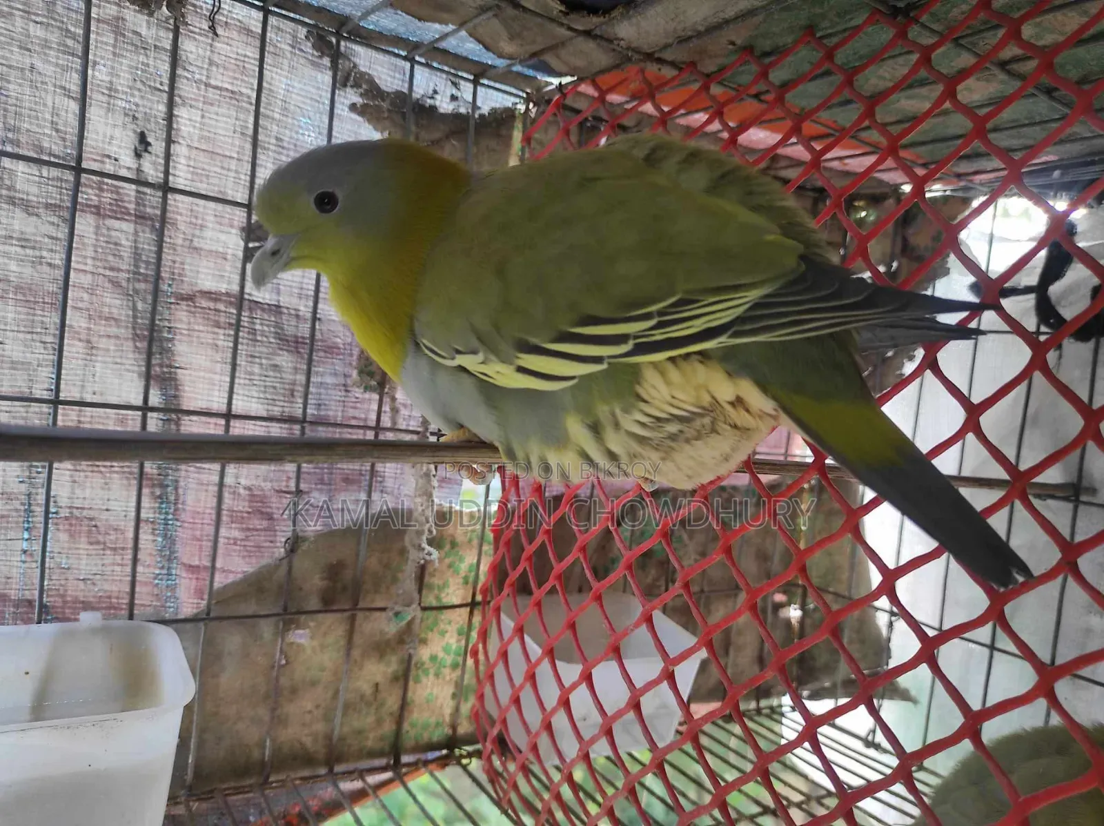 হলুদ পা বিশিষ্ট সবুজ কবুতর