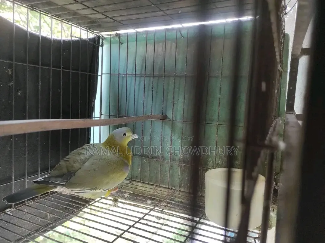 হলুদ পা বিশিষ্ট সবুজ কবুতর