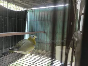 হলুদ পা বিশিষ্ট সবুজ কবুতর