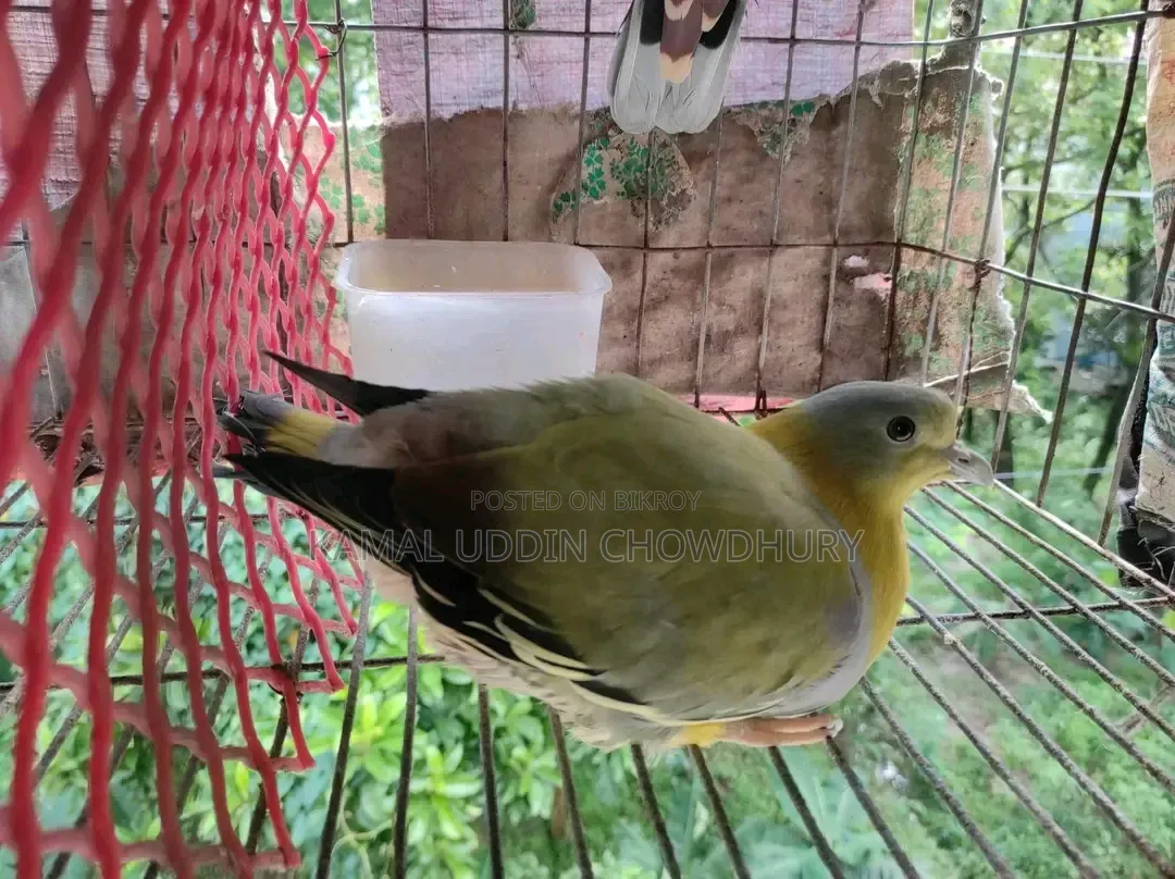 হলুদ পা বিশিষ্ট সবুজ কবুতর