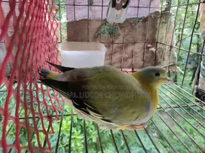 হলুদ পা বিশিষ্ট সবুজ কবুতর