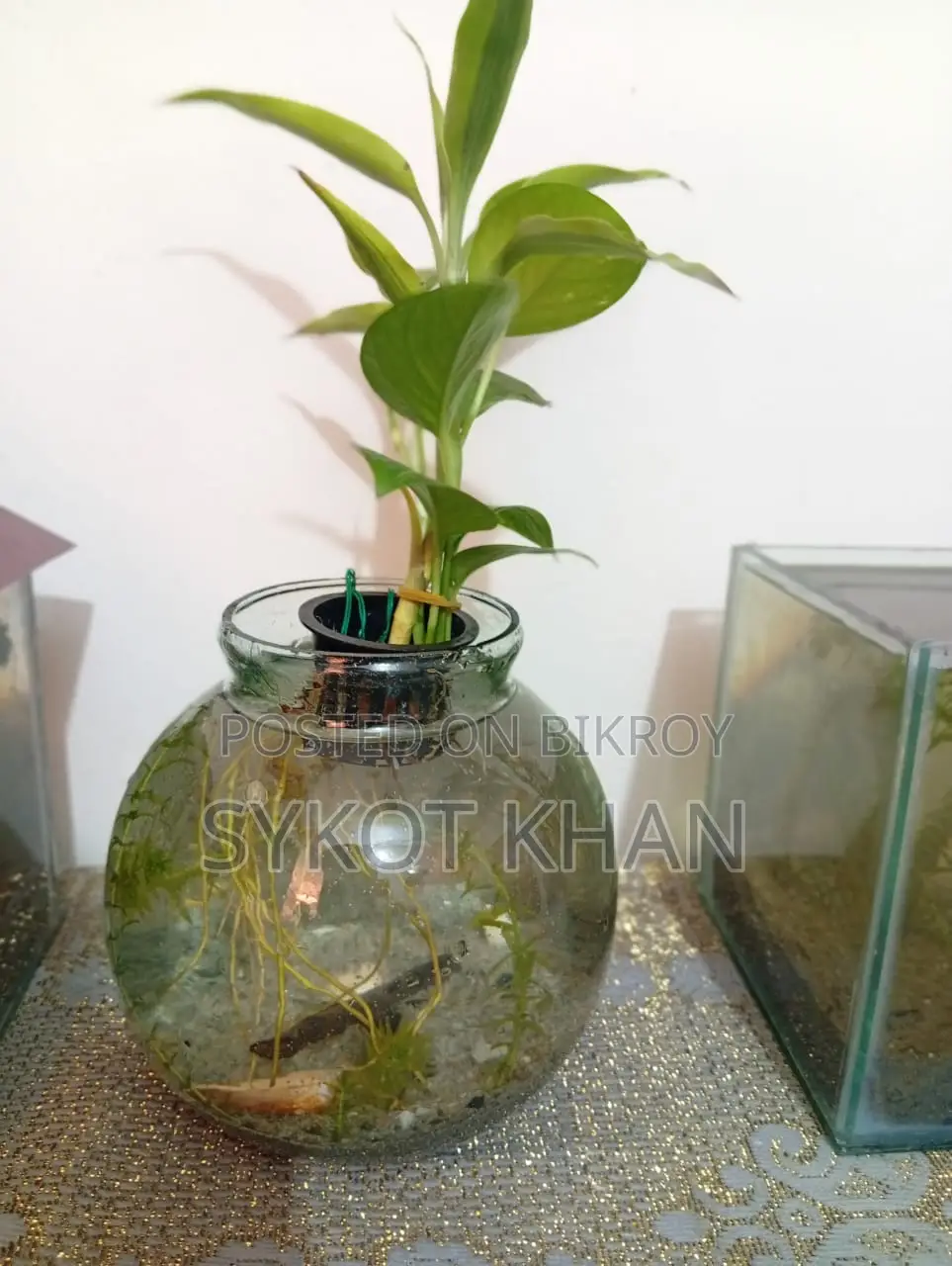 অ্যাকুরিয়াম জার সেটআপ বিক্রির জন্য