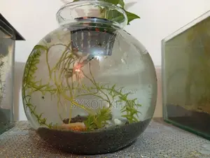 অ্যাকুরিয়াম জার সেটআপ বিক্রির জন্য