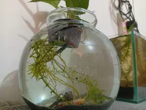 অ্যাকুরিয়াম জার সেটআপ বিক্রির জন্য