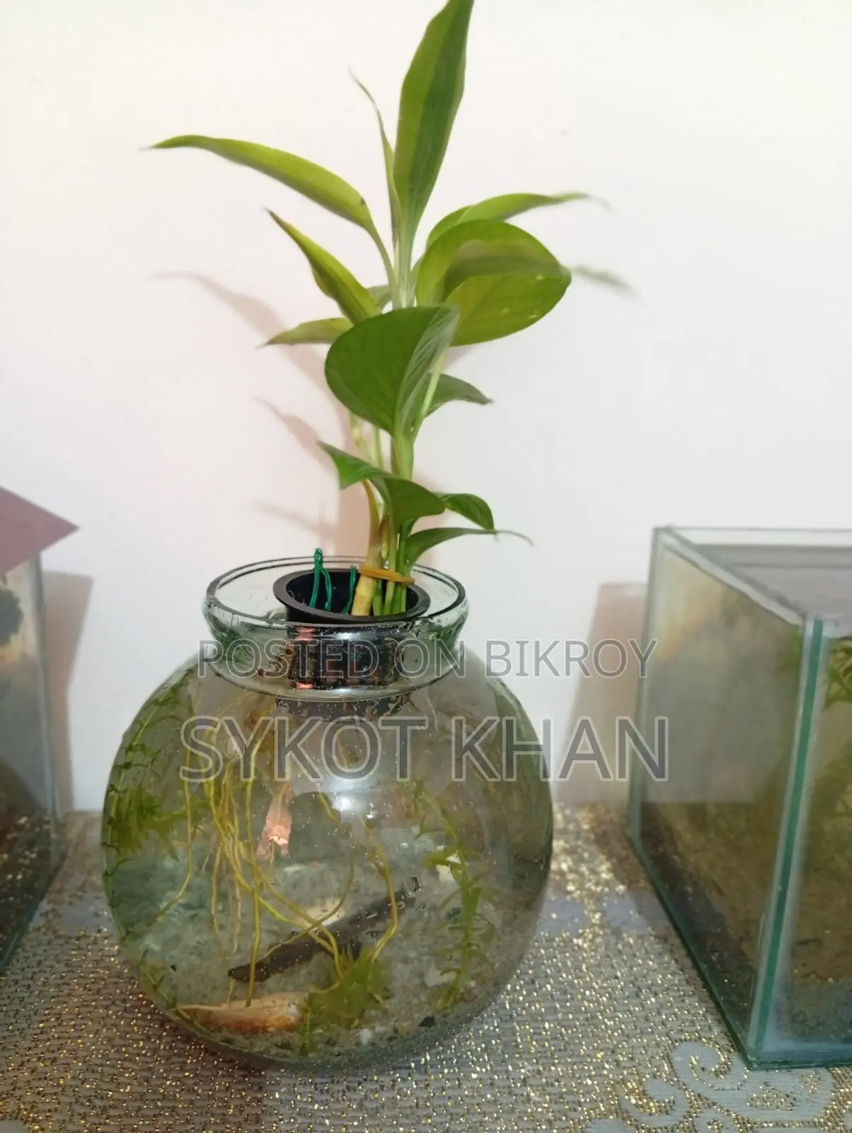 অ্যাকুরিয়াম জার সেটআপ বিক্রির জন্য