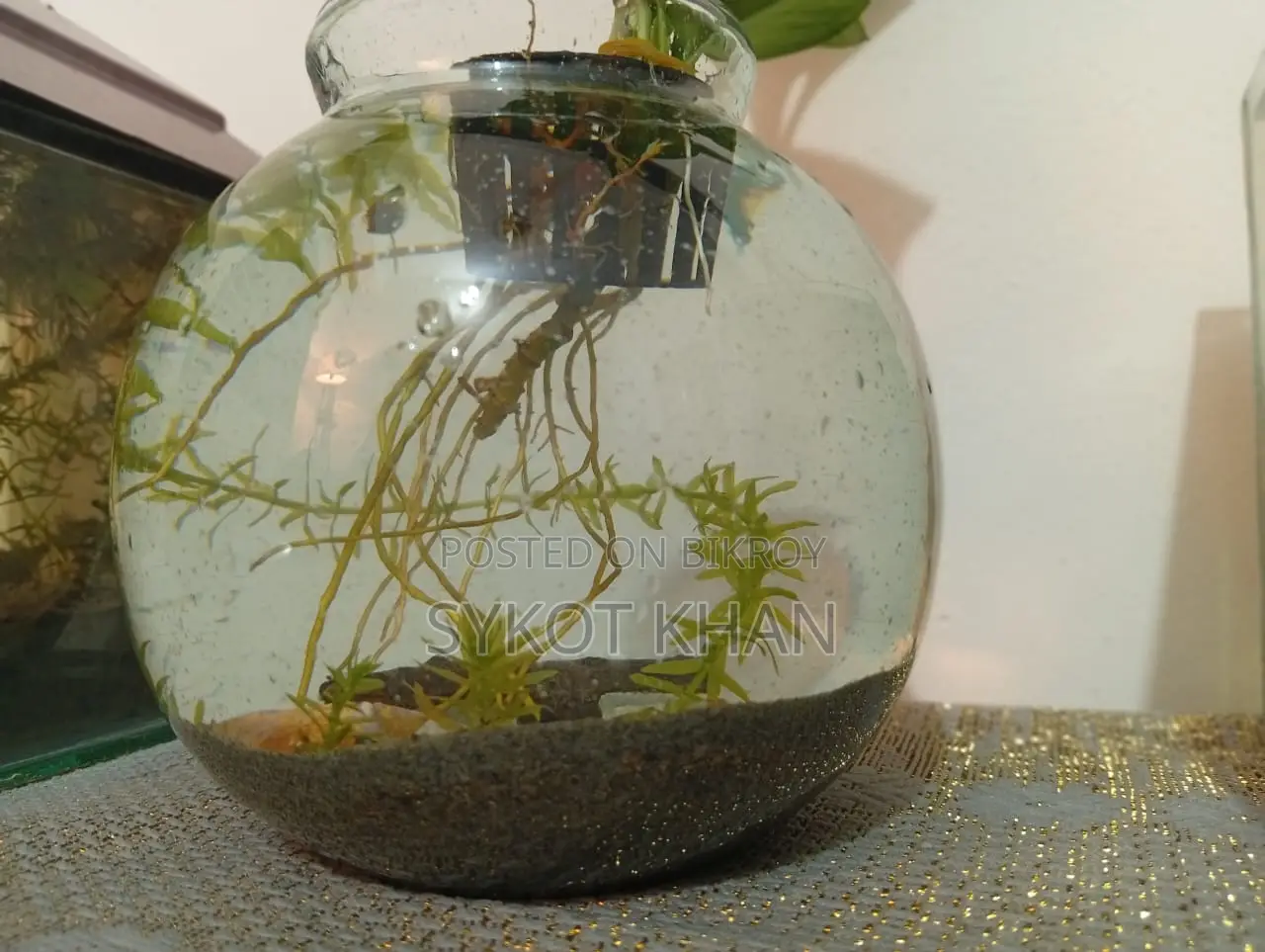 অ্যাকুরিয়াম জার সেটআপ বিক্রির জন্য