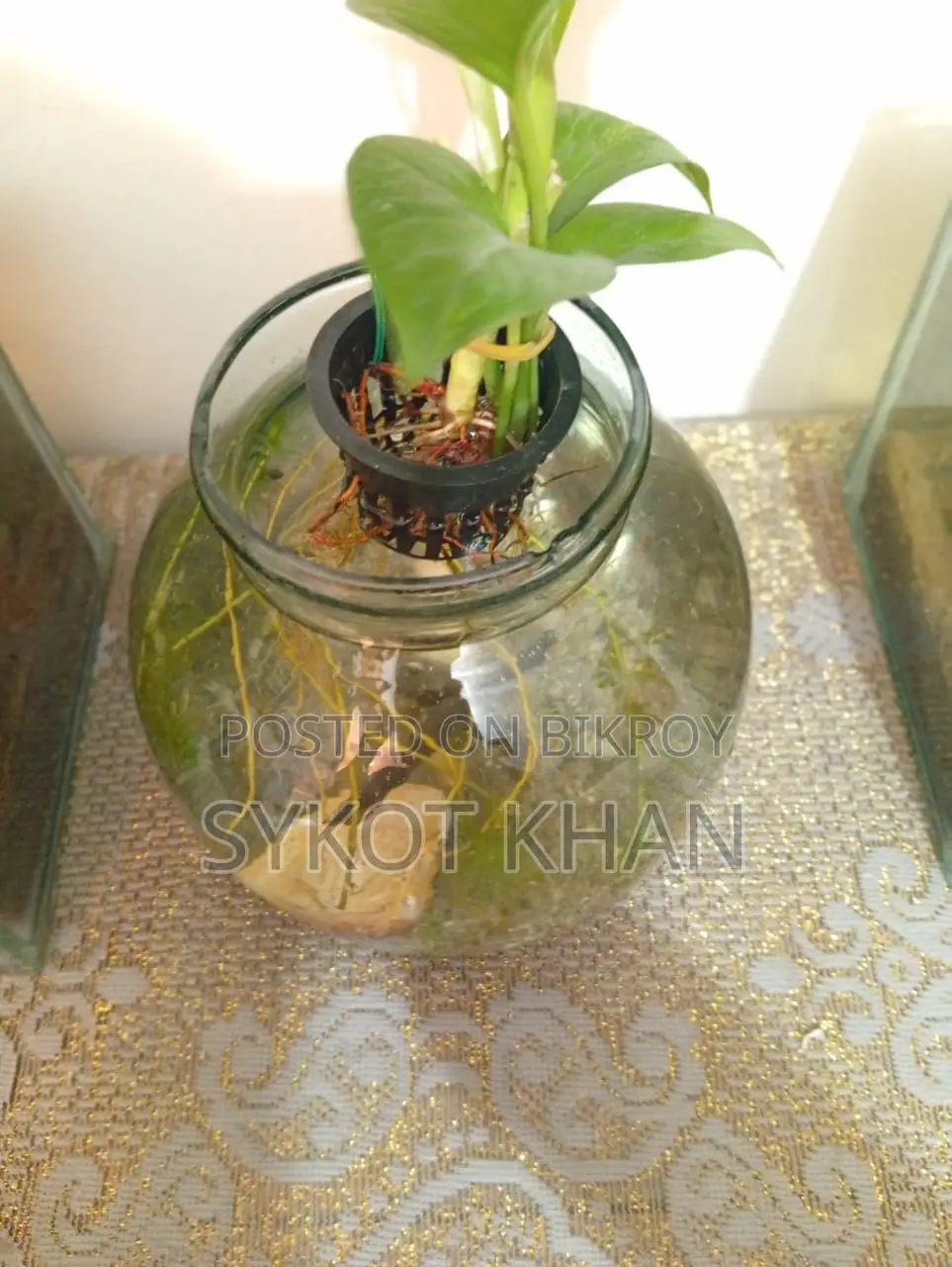 অ্যাকুরিয়াম জার সেটআপ বিক্রির জন্য