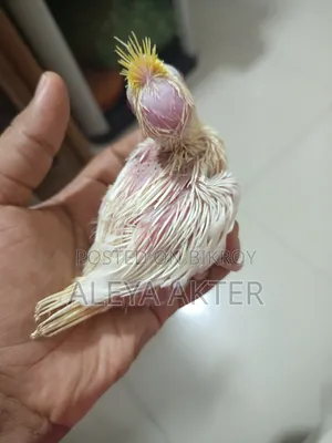 Hand Feed Baby