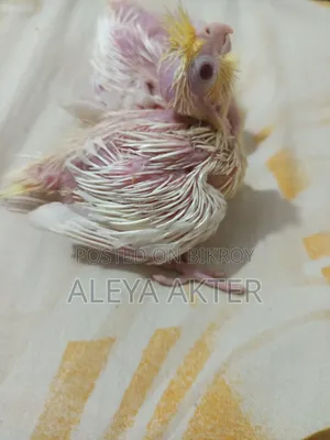 Hand Feed Baby