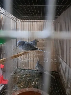 3 Pieces Diamond Dove