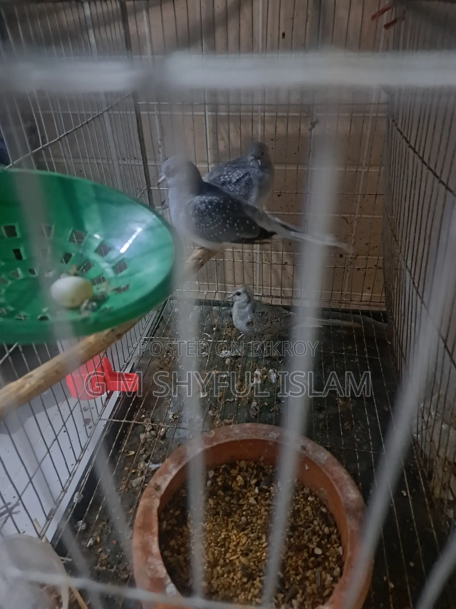 3 Pieces Diamond Dove (ডায়মন্ড ঘুঘু)