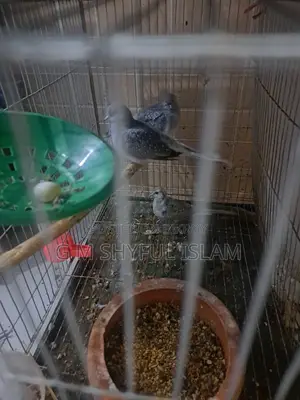 3 Pieces Diamond Dove (ডায়মন্ড ঘুঘু)