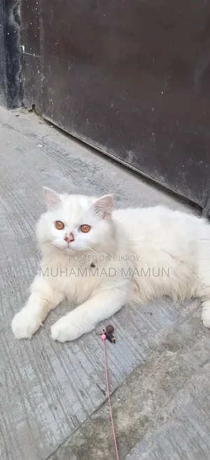 6-12 Months Male Purebred Persian