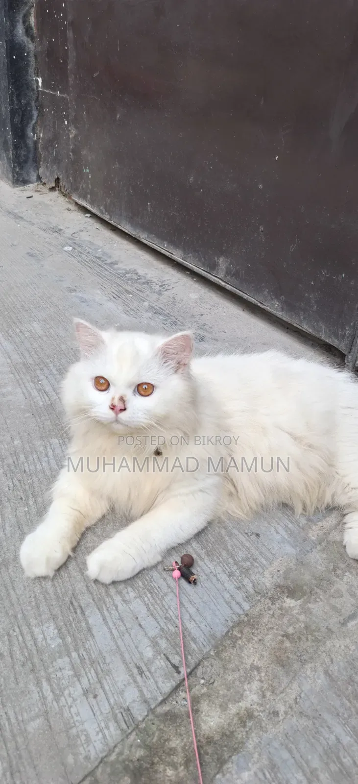 6-12 Months Male Purebred Persian