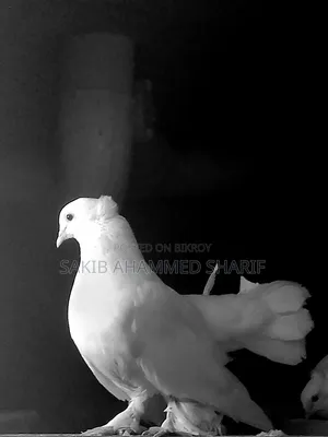 Lakkha Female Pigeon