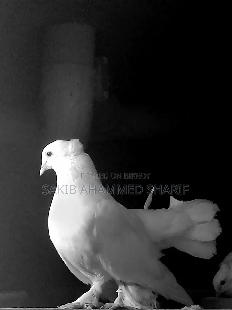 Lakkha Female Pigeon