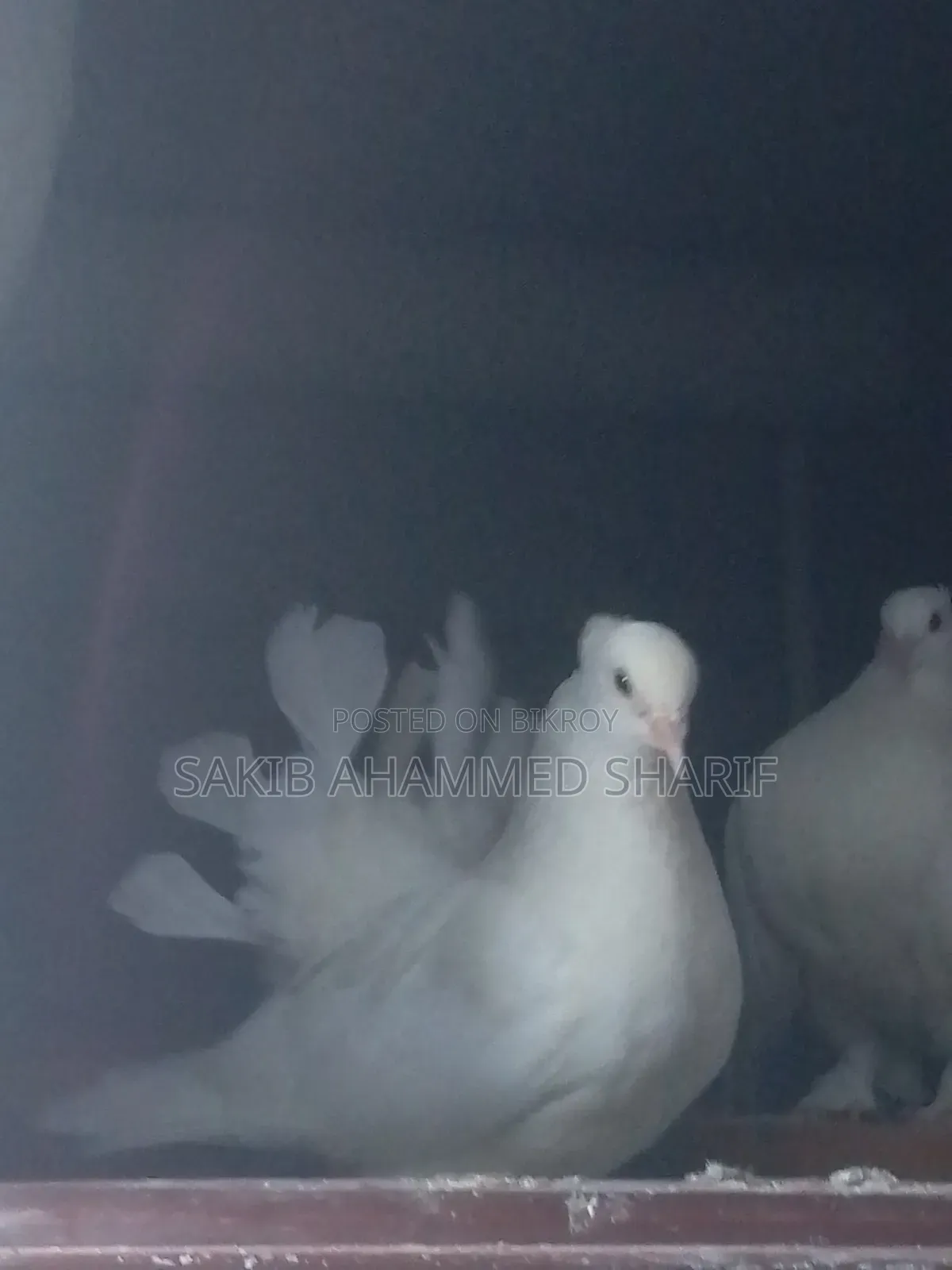 Lakkha Female Pigeon
